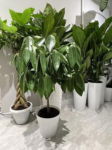 Другие комнатные растения: Женское счастье гигант сорт По городу доставка бесплатно Крупные — 3