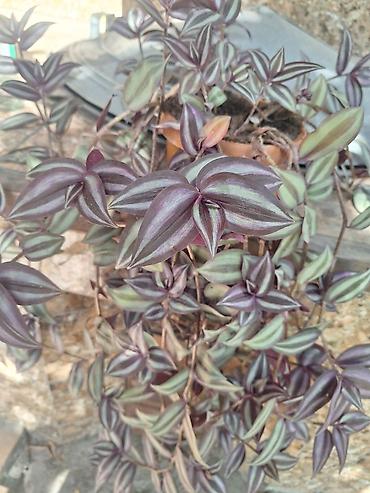 Денежное дерево: Г.Ош продаю цветы по 250 сом — 11