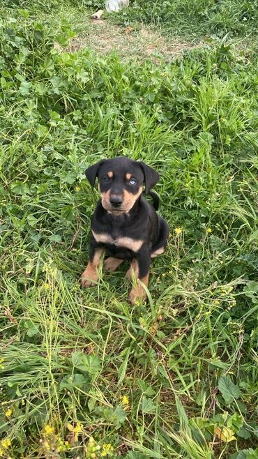 coban it adlari: Doberman, 2 ay, Erkek, Peyvəndli, Ünvandan götürmə, Ödənişli çatdırılma, Rayonlara çatdırılma