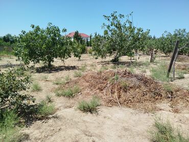 Torpaq sahələrinin satışı: 12 sot, Tikinti, Maklerlər narahat etməsin, Kupça (Çıxarış)