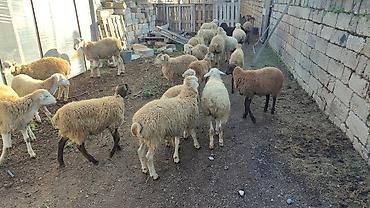 Рогатый скот: Salam 40 dənə quzudu 25 ərkey 15 dişi sağlam heyvanlardı cəm şəkildə — 2
