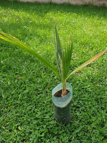 Комнатные растения: Продаются пальмы вашингтон 1,5 года растили с семян. Продается только