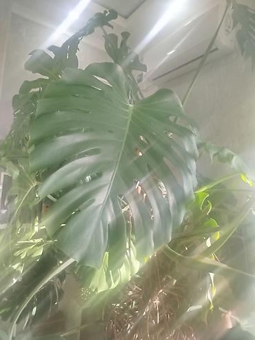 цветы камелия: Монстера делициоза (Monstera deliciosa), крупное взрослое комнатное — 5