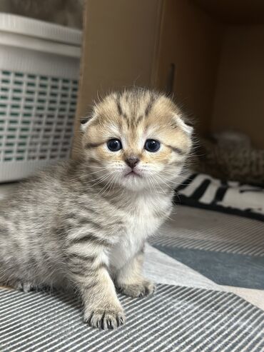 котенок каракала: Шотландский вислоухий котенок, девочка. Очень ласковый, игривый и