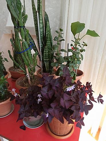 Digər bitkilər: Ev otaq gülləri – bir neçə növ 5-50 manat arası qiymət - — 6