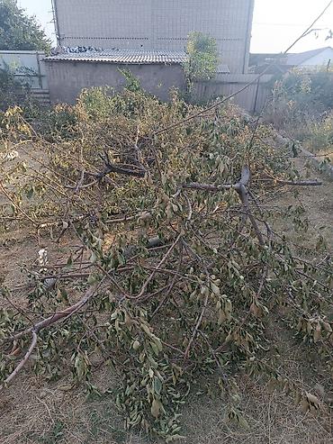 На дрова бесплатно