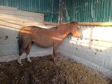 Лошади, кони: Продаю | Кобыла (самка) | Для разведения — 14