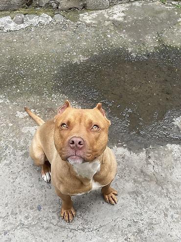 pitbul satanlar: Pitbul, 1 il, Erkək, Peyvəndli — 5