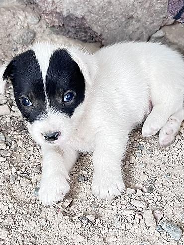 собака люся: Кучукторго уй керек🐶Бишкек новопавловка — 2