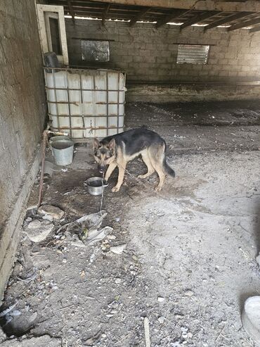 отдам породистого щенка в хорошие руки: Овчарка, 1 год, Самец, С прививкой, С родословной