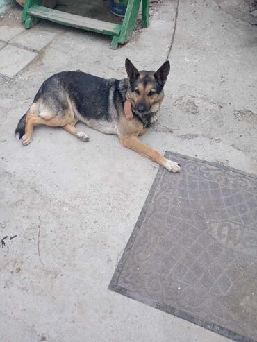 İtlər: Alman çoban iti, 11 ay, Dişi, Peyvəndli, Ödənişli çatdırılma