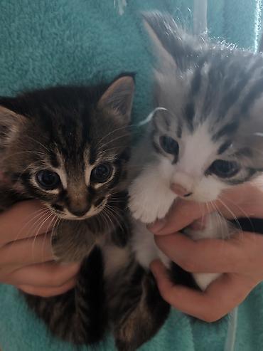 котята дарлм: Котята, 2 малыша из одного помёта: - Окрас: один тигровый табби с — 10