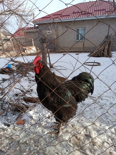 тооко: Продаю семейка гусей губернаторской породы2+ несутсяпетухсутся