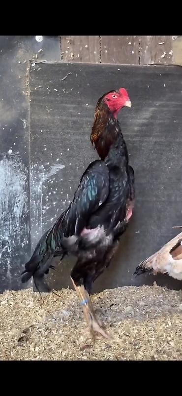 Toyuqlar: Toyuq, Damazlıq — 2