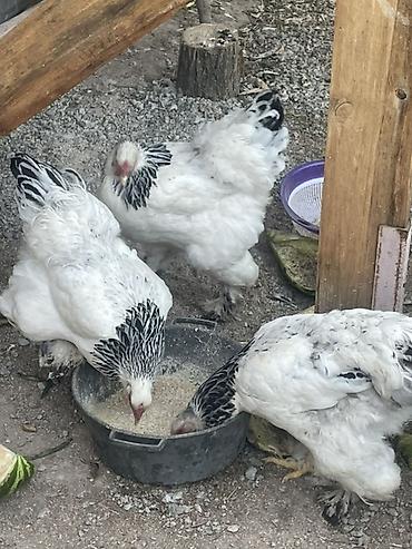 щенки охотничьих собак: Продаю | Куры | Брама | Для разведения — 3