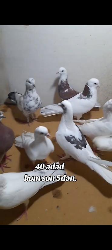 pisik yemi topdan: Kom 5 manatdan 40 ədəd quşdu bədrəng yoxdur hamsı ağ nişan quşlardı — 3