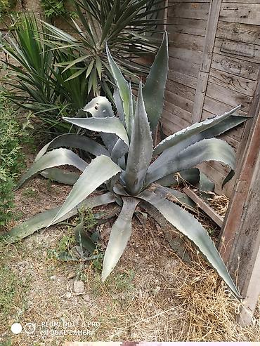aqava: Aqava (Agave americana) – dekorativ sukulent - Növ: Agave americana — 1