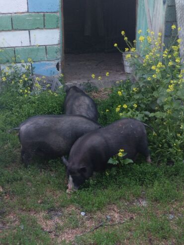 продам свинью: Продаю | Свинья (самка) | Вьетнамская вислобрюхая | На забой, Для разведения