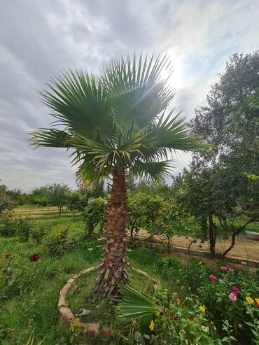 palma agacı: Vaşinqton palmasi. Hündürlüyü 3 metirden çoxdur. Real alıcıya qiymətdə