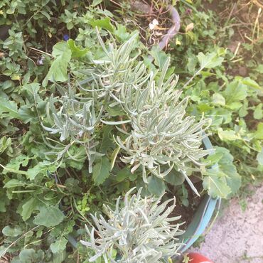 Ostale kućne biljke: Razno ne mrzne na lalafo.rs — 9 Ostale kućne biljke: Razno ne mrzne — 9