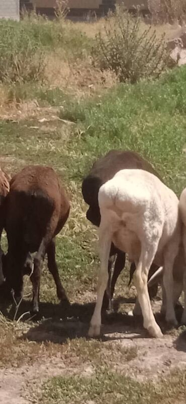 Бараны, овцы: Продаю | Баран (самец) | Эдильбаевская, Арашан | Кастрированные, Осеменитель