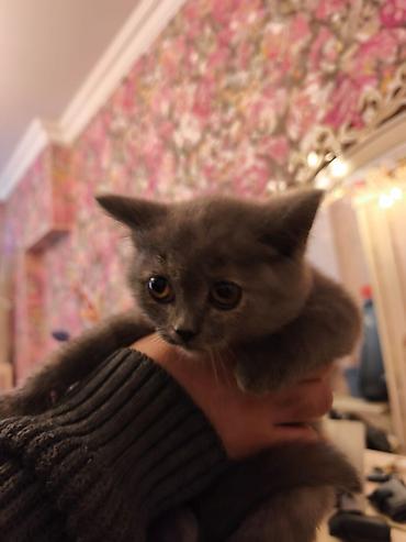 Pişiklər: Britan — 10