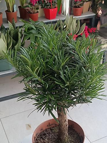 Другие комнатные растения: ПРОДАЮ КОМНАТНЫЕ РАСТЕНИЯ! 🌱 Бамбук — 3000 сом 🌳 Бонсай — 4100 сом 🌳 — 14