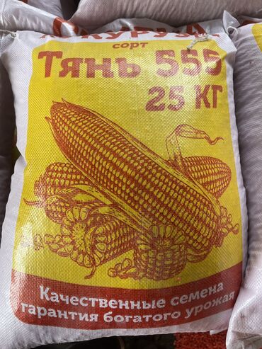 айгыр сатылат: Продаю семена китайские кукурузы 🌽🌽🌽 Хорошего качества богатого