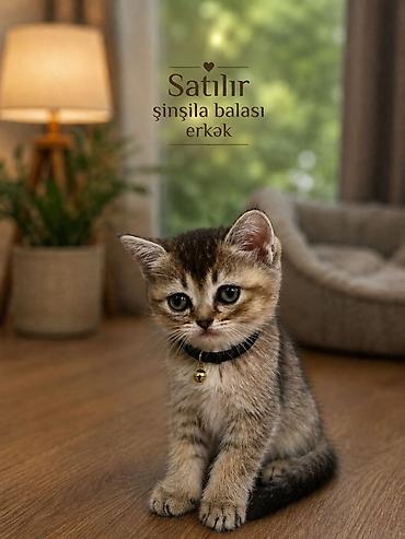 chinchilla satın al: Satılır: şinşila balası 2 aylig disi temiz sinsella balalaridi.2 eded — 2