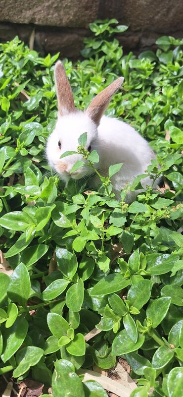 Dovşanlar: Dekorativ dovsanlar biri 15 azn — 15