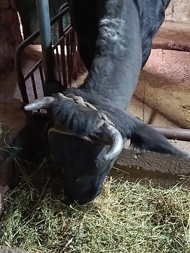 Сатам | Уй (ургаачы) | Көбөйтүү үчүн, Сүт алуу үчүн lalafo.kg да — 3 Сатам | Уй (ургаачы) | Көбөйтүү үчүн, Сүт алуу үчүн — 3