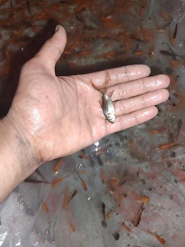 oranda: Qızıl balıq, Sülhsevər, Ünvandan götürmə — 5