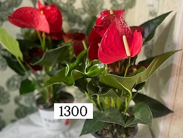 Антуриумы: Комнатные декоративные растения в горшках: - Антуриум (красные — 1