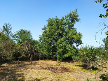 buzovnada satilan evler: 6 sot, Tikinti, Mülkiyyətçi, Bələdiyyə, Kupça (Çıxarış), Müqavilə