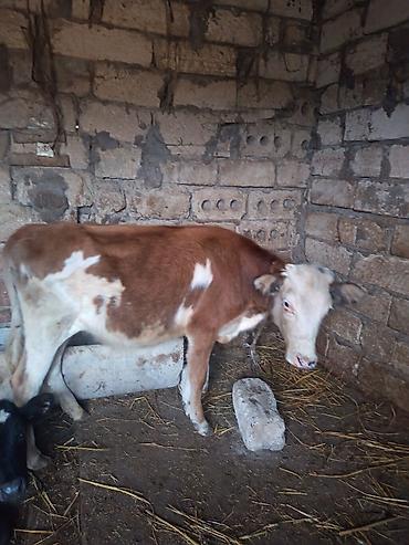 chinchilla satin al: Ana bala iney 6 ayliğ balasi ile beraber iney 5 ci balaya 3 ayliğ — 6