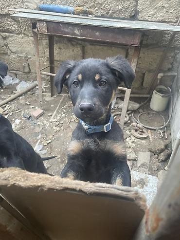 it toy pudel: Labrador-retriver, 7 ay, Peyvəndli — 4