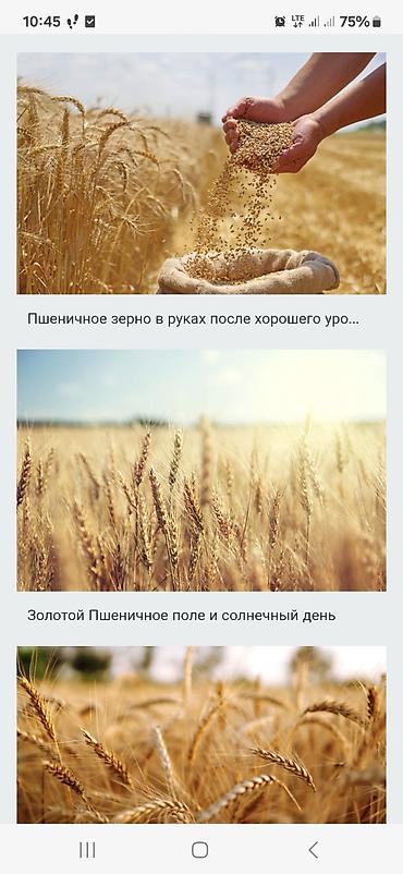 кой сойушка: Пшеница (зерно) - Культура: мягкая пшеница - Назначение: мукомолье — 1