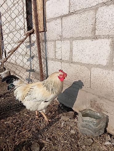 Куры, петухи: Продаю | Петух | Для разведения — 1