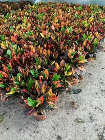 Пальмы: Пальмы Дипсис Монстеры, Бадьян Аннисовый,Корица, Стрелиция at lalafo.kg — 8 Пальмы: Пальмы Дипсис Монстеры, Бадьян Аннисовый,Корица, Стрелиция — 8