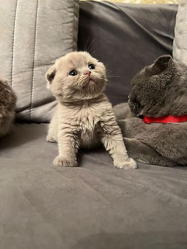 Pişiklər: Şotland yastı qulaq, Erkək, Dişi, Yaxşı əllərə, Ödənişli çatdırılma, Ünvandan götürmə, Rayonlara çatdırılma — 1