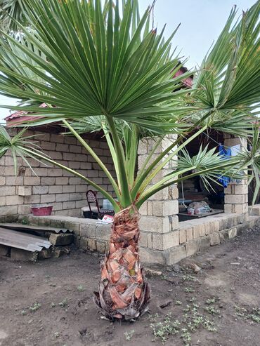 Вешалки: Dekorativ palma ağacı – fan formalı yarpaqlı (Washingtonia tipli). -