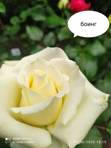 Şitillər: Məhsul: Gül kolları – müxtəlif növ güllər Təsvir: - Seçmə dekorativ — 14