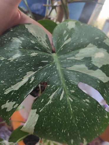 Монстеры: Монстера Альба Монстера Тайское Созвездие, черенки и взрослые цены — 27