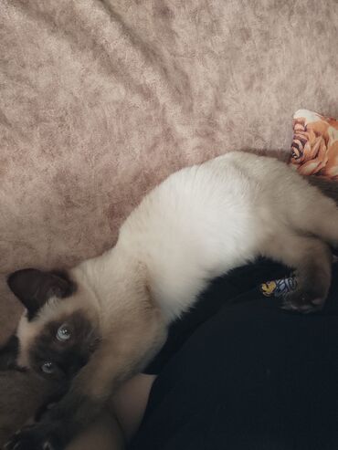 Pişiklər: Siam, Erkək — 2