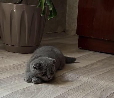 Кошки: Шотландская — 2