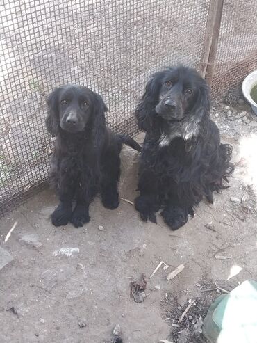 koker spaniel satilir: Koker spaniyel, 1 il, Erkek, Peyvəndli, Ünvandan götürmə, Ödənişli çatdırılma