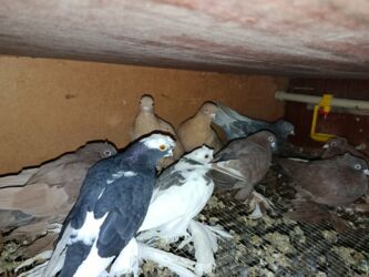 беде прес бишкек: Голуби по 500 сомов за одну