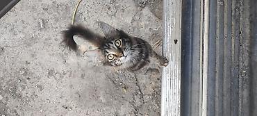 кошки крысоловы: Котята, домашние любимцы - Окрас: классические тигровые табби с — 1