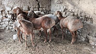 ххх баран: Продаю | Ягненок, Баран (самец) | Арашан | Для разведения | Племенные — 8