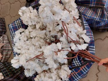 кийимдер бу: Продаю б/у цветы Есть белая и розовая сакура. Высота 60-70см Писать